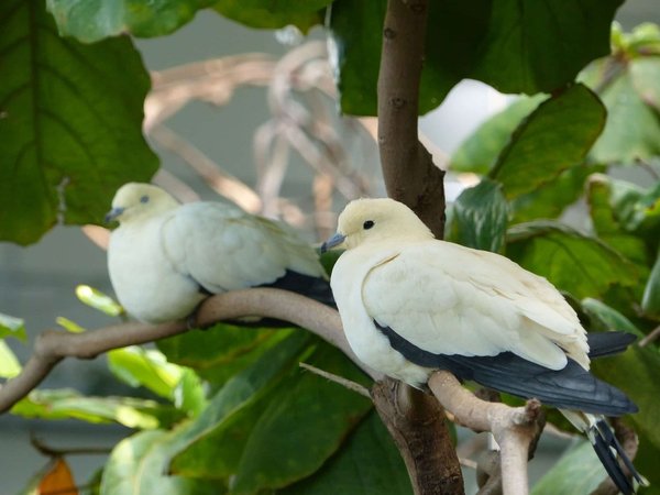 Quels fruits sont les plus bénéfiques pour une perte de poids saine ?