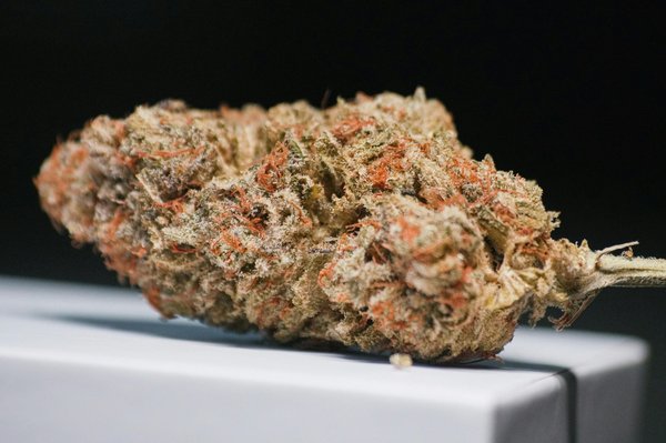 Cbd bio : explorez l'univers du chanvre français durable